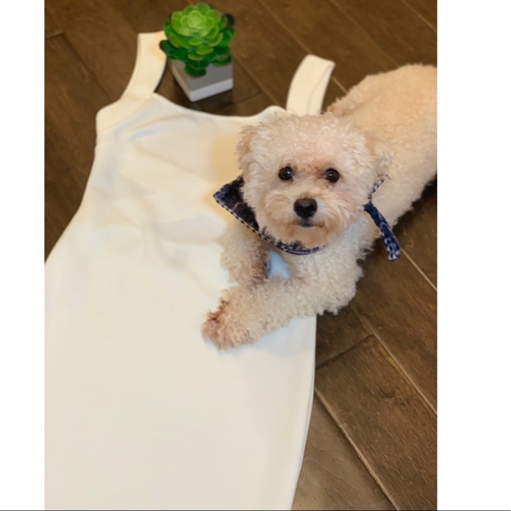 Windsor backless bodycon dress